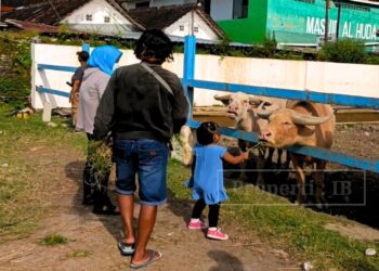 Main ke Solo? Jangan Lewatkan Serunya Kasih Makan Kebo Bule di Alkid!