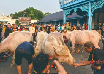 Gladi Terakhir Kerbau Pusaka Disambut Antusias Masyarakat