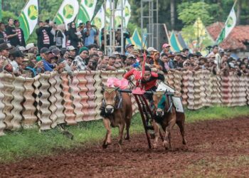 Sumenep Hidupkan Warisan Budaya Lewat Karapan Sapi Bertaraf Nasional