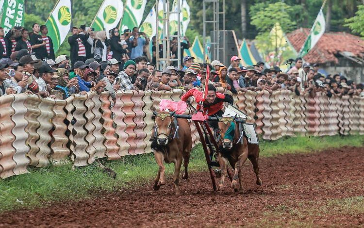 Sumenep Hidupkan Warisan Budaya Lewat Karapan Sapi Bertaraf Nasional