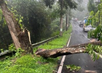 Pohon Tumbang Akibat Angin Kencang di Srengseng, Lalu Lintas Sempat Tersendat