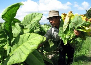 Penjualan Rokok Merosot, Gudang Garam Hentikan Pembelian Tembakau dari Temanggung