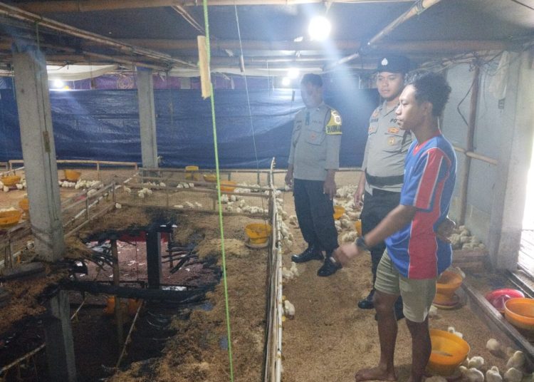 Si Jago Merah Lahap Kandang Ayam di Paliyan, Kerugian Puluhan Juta