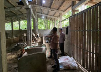 Sapi Perah Raib Dicuri, Polsek Musuk Lakukan Penyelidikan Intensif