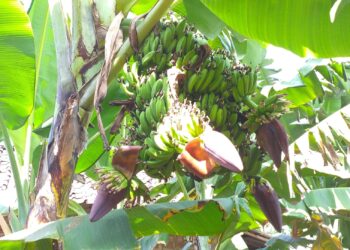Pohon Pisang Berbuah Empat Tandan Hebohkan Warga Pacitan