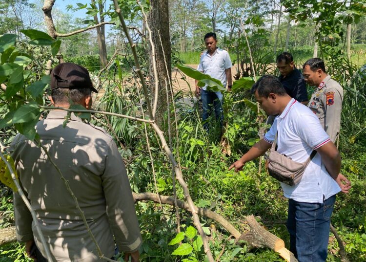 Tersengat Listrik Saat Tebang Pohon, Warga Musuk Boyolali Tewas