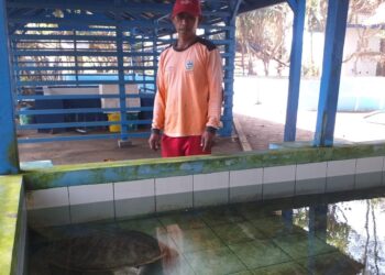 Dedikasi Tanpa Pamrih Suyanto, Relawan Penyelamat Penyu Pacitan