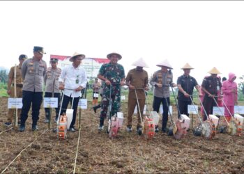 Sinergi TNI–Polri dan Pemkab Pacitan, Gencarkan Gerakan Tanam Jagung Kuartal III