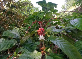 Pemuda Bojonegoro Sukses Budidayakan Empat Varietas Kopi Unggul di Dataran Rendah