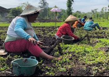 Budidaya Cacing Desa Banget Ngawi Omzet Rp250 Juta