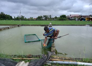 Budidaya Ikan Koki dan Gurami Perkuat Ekonomi Warga Tulungagung
