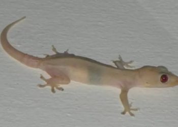 Cicak Jatuh di Samping Kita: Simbol Baik atau Buruk?