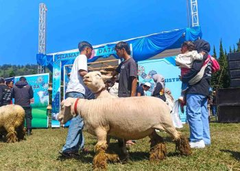 Lomba Domba Batur Meriahkan Dieng Culture Festival 2025