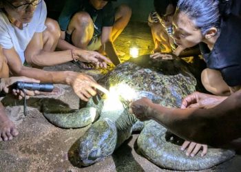 Sahabat Penyu Pacitan Evakuasi Penyu Hijau Berusia Sekitar 80 Tahun