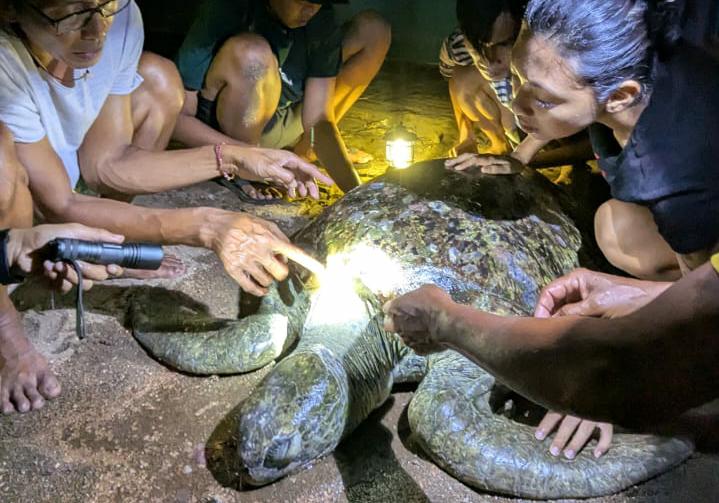 Sahabat Penyu Pacitan Evakuasi Penyu Hijau Berusia Sekitar 80 Tahun
