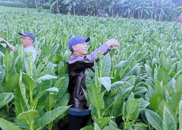 500 Hektare Tembakau di Ngawi Gagal Panen, Petani Kian Terjepit