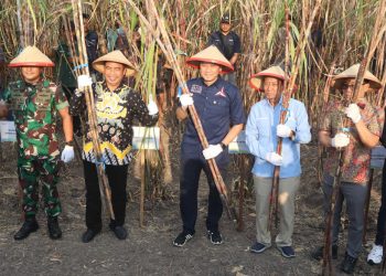Dorong Kemandirian Pangan, Ibas Hadiri Panen Tebu di Jiwan Madiun