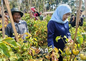 Khofifah Beli Tomat Rp4.000/Kg di Madiun, Imbau Kepala Daerah Ikut Serap Panen Petani