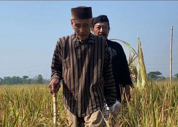 Tradisi Methil, Simbol Syukur Petani Dempel di Tengah Panen Raya
