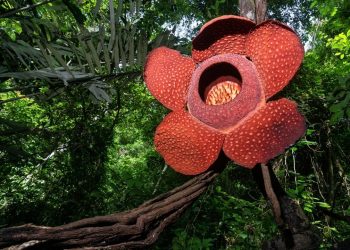 Tahukah Kamu: Bunga Rafflesia Arnoldii Ternyata Bisa “Menggeram”
