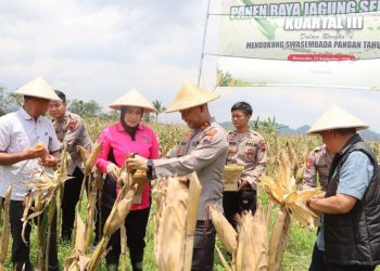 Dukung Ketahanan Pangan, Polres Wonosobo Panen Raya Jagung Bersama Warga