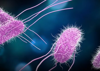 Dinkes Wonogiri, Menu MBG Terkontaminasi E. coli dan Salmonella