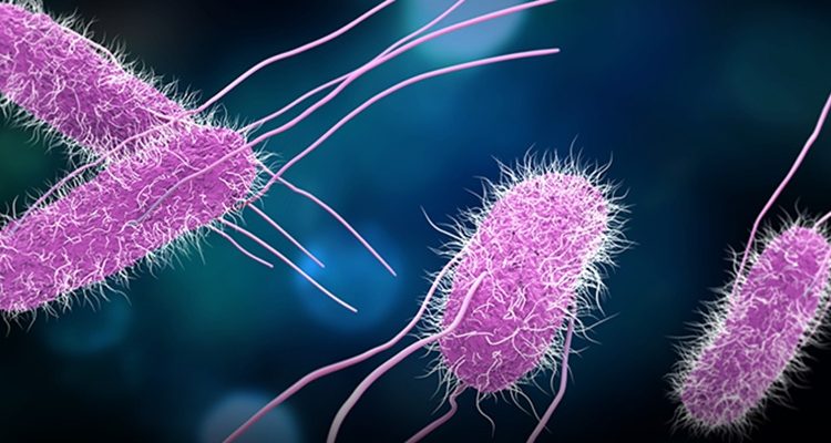 Dinkes Wonogiri, Menu MBG Terkontaminasi E. coli dan Salmonella