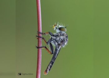 Sang Predator Kecil di Balik Lensa