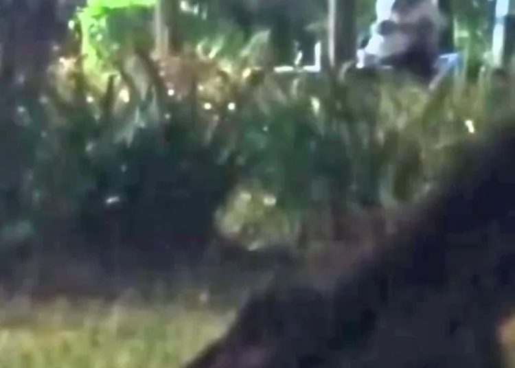 Viral Video Mesum di Taman Mojokerto, Satpol PP Turun Tangan