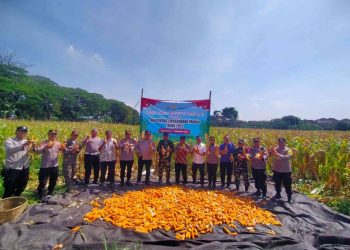 10 Ton Jagung Dipanen, Polres Madiun Kota Perkuat Sinergi dengan Petani