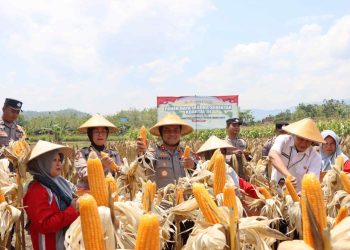 Panen Raya Jagung di 12 Kecamatan, Wonogiri Optimistis Produksi Meningkat