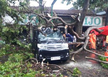 Hujan Angin di Boyolali, Sejumlah Pohon Tumbang Timpa Rumah dan Mobil