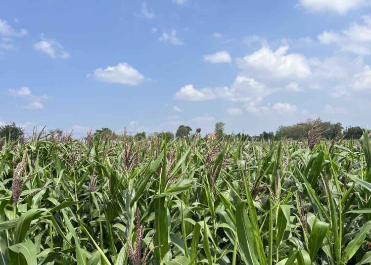 Lahan Jagung Ponorogo Bertambah 614 Hektare, Bulog Siap Serap Hasil Panen