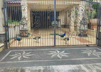 Burung Merak Milik Bamsoet Bikin Heboh Warga Duren Sawit
