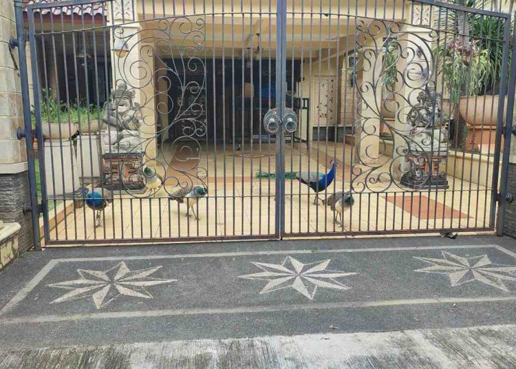 Burung Merak Milik Bamsoet Bikin Heboh Warga Duren Sawit
