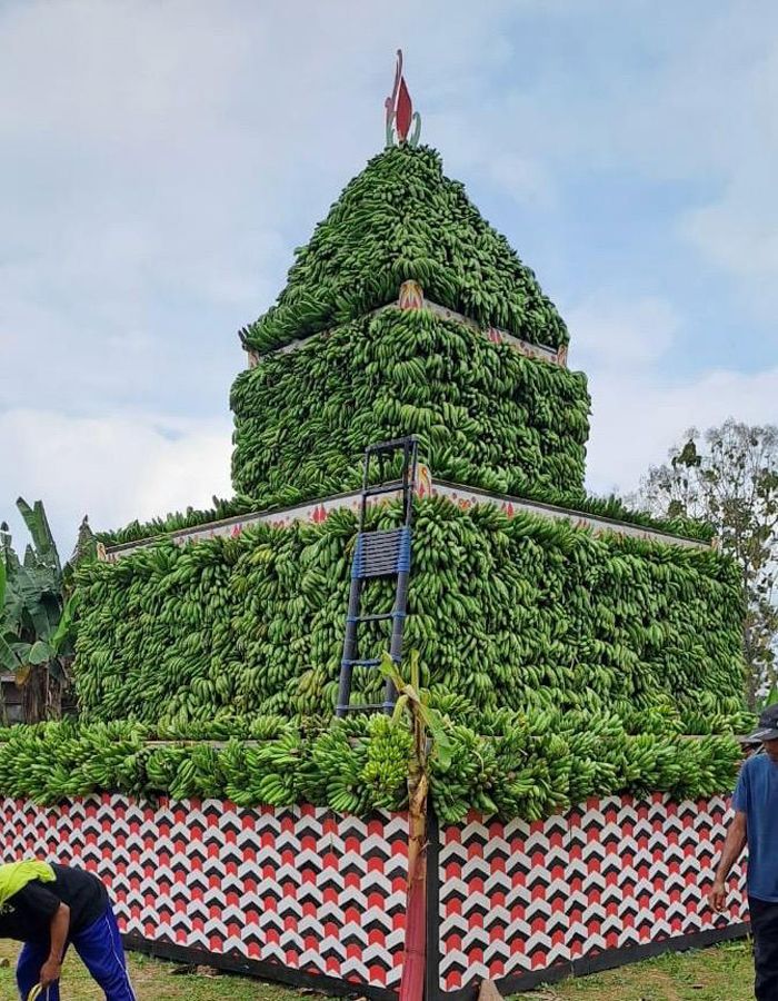 Syukuran Gedang Desa Sumberjo: Tumpeng Pisang 10 Meter Jadi Bukti Melimpahnya Panen