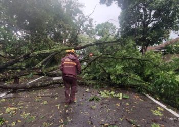 Hujan Deras Hantam Boyolali, Pohon Tumbang Timpa Rumah dan Kendaraan
