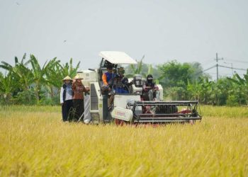 Panen Raya Mojokerto: Ning Ita Turun Sawah, Produktivitas Padi Naik 33 Persen