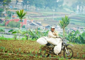 Ojek Kentang Dieng, Cerita di Balik Kabut dan Karung-Karung Panen