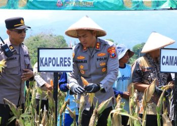 Polres Ngawi Bersama Petani Gelar Panen Raya Jagung Dukung Ketahanan Pangan