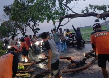 Hujan Deras, Pohon Tumbang Tutup Jalan Solo-Bekonang