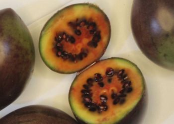 Eksotis dan Kaya Antioksidan, Terong Belanda Dieng Kian Diminati Pasar Nasional