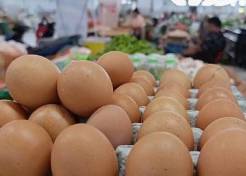 Jangan Takut Makan Telur, Ini Batas Aman buat Penderita Kolesterol!