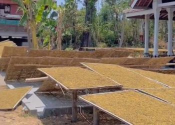 Petani Tembakau di Ponorogo Panen Raya, Banyak Jadi ‘OKB’ Baru!