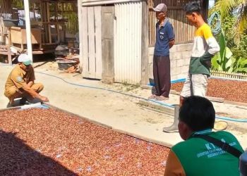 Produksi Kopi Ponorogo 2025 Naik 20 Persen, Petani Hadapi Kendala Pasca Panen