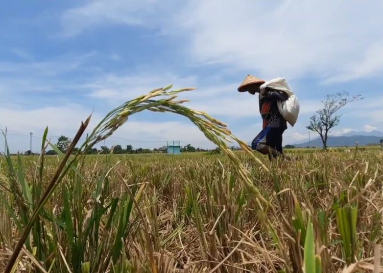 Ngasak Padi demi Susu Anak, Kisah Haru Kuli Bangunan Madiun