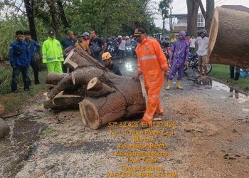 Hujan Deras Disertai Angin Kencang Terjang Magetan, Sejumlah Pohon Tumbang di Empat Titik