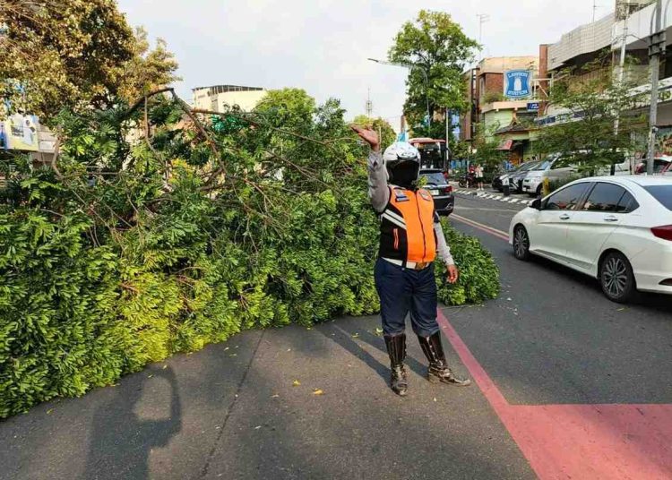 Pohon Tumbang di Ngarsopuro Solo, Satu Motor Rusak Tertimpa Batang Pohon
