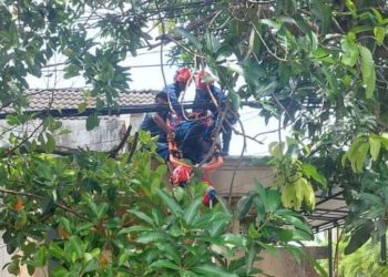 Petik Mangga Berujung Pingsan, Warga Bojonegoro Dievakuasi dari Atap Rumah