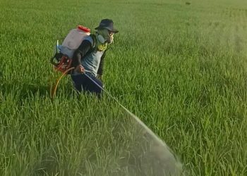 Lulusan S1 dan Eks Jepang Ini Pilih Bertani, Ciptakan Alat Semprot Laris di Tiktok